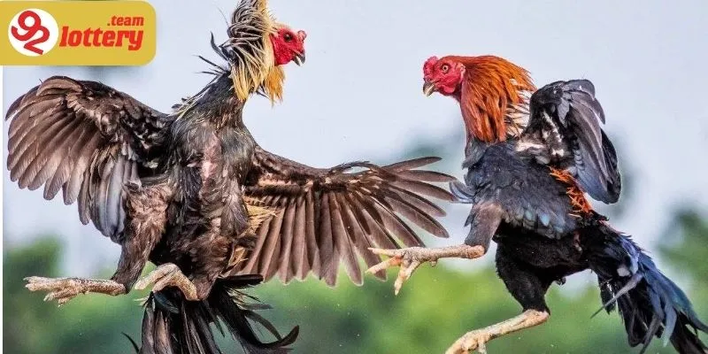 Luôn là đề tài nóng bỏng với cộng đồng đam mê đá gà