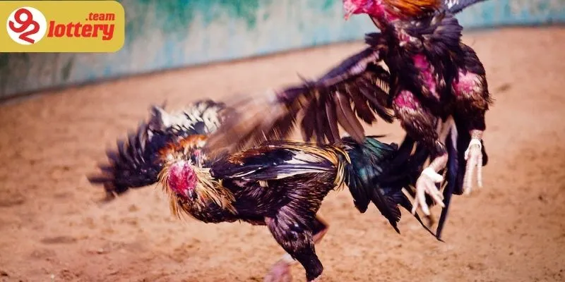 Môn chơi đỉnh cao của tốc độ và sức mạnh cá cược