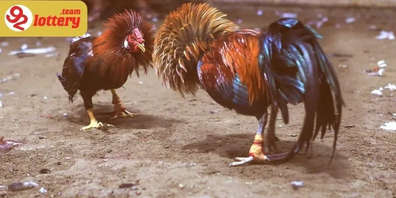 Thời đại số với sự bùng nổ của bộ môn đá gà độc đáo này