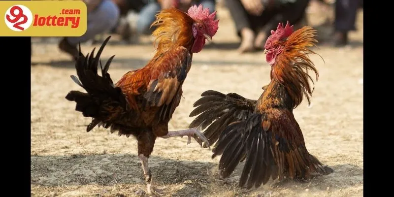 Yếu tố định đoạt trận đấu là kỹ thuật gắn cựa điêu luyện